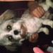 Female cross between Bichon Frise and Shih Tzu lost in Cork