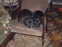 Two Staffordshire terriers missin in the Bruff, Co. Limerick