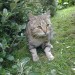Male tabby cat lost in Kinsale