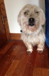 Male white dog found in limerick
