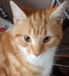 Ginger tabby found in Midleton