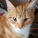 Ginger tabby found in Midleton