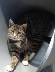 Male Tabby cat, neutered ‘Trevor’ Firies / Milltown / Castlemaine