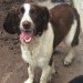 Male springer in Douglas cork