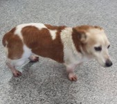 White/brown jack russell found in Mallow