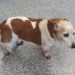 White/brown jack russell found in Mallow