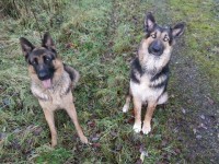 Lost female German Shepherd and male German Shepherd/Husky cross lost at 10pm Sunday night in Fermoy area