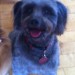 Lost dark grey poodle cross dog in Cratloe Co.Clare