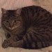 female tabby cat lost in ballinlough cork