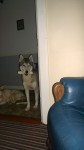 male husky fermoy coolagown dodge