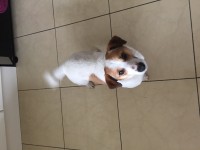 Found Jack Russell Hollyhill