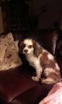 Male Cavalier King Charles