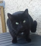 Black male cat found near Cordal, Co. Kerry