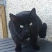 Black male cat found near Cordal, Co. Kerry
