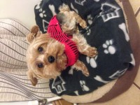 Male Yorkshire terrier lost Kanturk