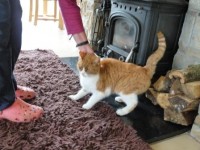 Ginger & white cat missing in Ladysbridge
