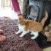 Ginger & white cat missing in Ladysbridge