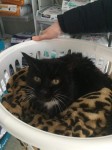 Black cat found in Grange