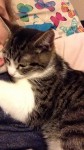 Tabby and white 10 month old kitten lost inkilleagh