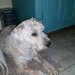 Female wheaten terrier lost in listowel Co kerry