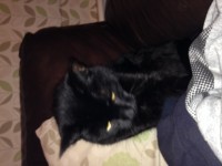 Male 13yr black cat with few white hairs under chin in Ballygarvan