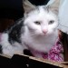 Lost white and grey cat in Lismore, Waterford