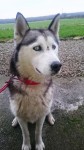 Female Husky in Adare