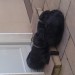 Lost large male black labrador 6 year old in Glenville
