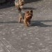 2 Yorkshire terriers lost in cloyne