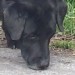 Black Labrador near Hitchmough’s Equestrian Centre