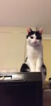 White and black male cat lost in IDA parklea court, model farm road.