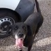 Male Black Labrador Cross with red collar