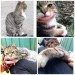 Male tabby cat, lost in sallybrook glanmire