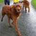 2 male red setters