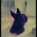 Male Scottish Terrier lost in Inishannon