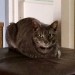 Grey tabby lost in Boreenmanna road area