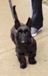 Male Scottish terrier lost in Innishannon