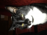 Black & White 3 legged cat lost Rathcormac