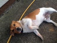 Jack Russell Found With Blue Collar In Carrigaline Cork