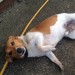 Jack Russell Found With Blue Collar In Carrigaline Cork