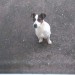 Jack Russell found Glenville Cork