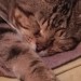 Male 2 year old Tabby lost from Heronswood Carrigali