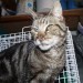 Male cat found in Youghal