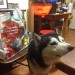 Found husky in Knocknaheeny near post office depot