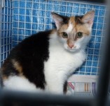 Female cat found in Cloyne