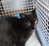 Male cat found in Ballycotton