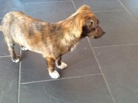 Found small brown dog in Killorglin