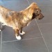 Found small brown dog in Killorglin