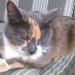 Female cat lost in Cork
