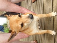 Female terrier found in Carrigaline